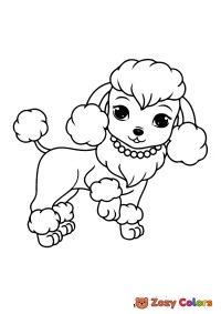 Poodle dog with a necklase