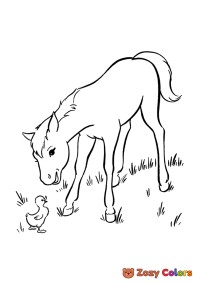 Horse playing with duck