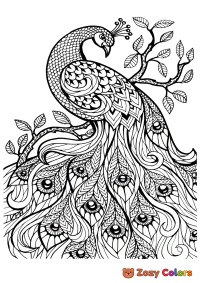 Peacock coloring page for adults