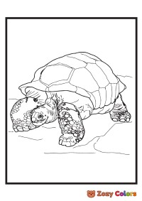 Zoo turtle