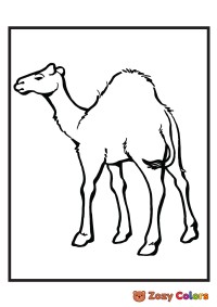 Zoo camel