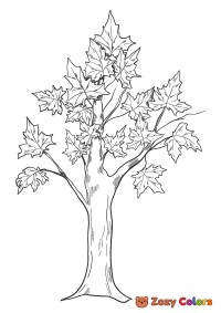 Fall oak tree